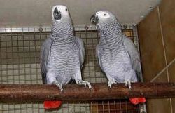 African Grey Parrots For Sale ::(xxx) xxx-xxx5