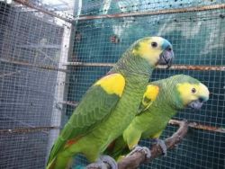 Parrots, parrot babies, parrot eggs for sale.