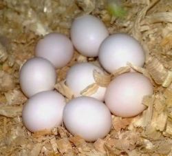 Fresh and fertile parrots eggs available