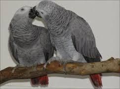African grey parrots ss