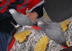 Pair of Supper hand tame African grey parrots
