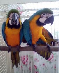 Macaw parrots available