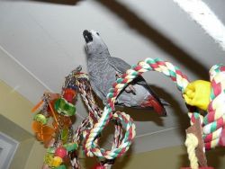 African gray parrots foe sale