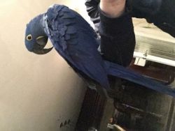 African gray parrots for sale
