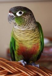 gorgeous parrots for lovely homes