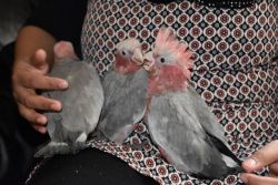 Maximum Healthy Parrots and eggs well Trained for sale