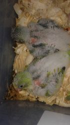 Handfeeding quaker parrot babies