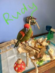 Real sweet Parrots male we are giving out for sale(xxx)xxxxxxx..