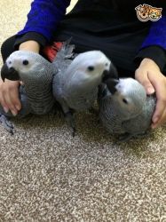 Male and Female African Grey