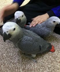 Tame African Grey for sale