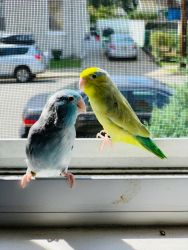 Parrotlet Pair- Blue pie and Green pie