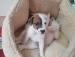 Parson Russell Puppies For Sale