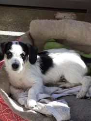 Parson Russell Terrier Puppy for sale