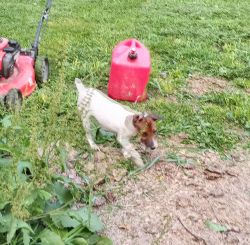 Hunting terrier puppies for sale