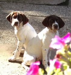 Braque Francais Pyrenees - French Pointer - Hpr