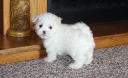 Pekepoo Puppy for Adoption