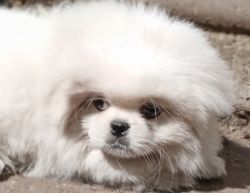 Champion bloodline Pekingese puppy