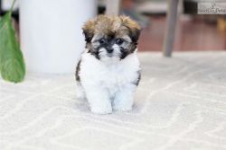 Perfect pekingese puppies for sale