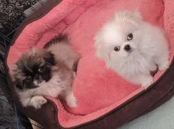 2 months old cute pekingese girl is ready to go to her good home