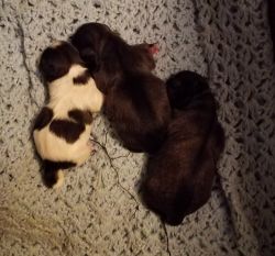 3 New born pups