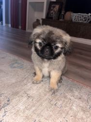Pekingese puppies ready for forever home