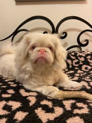 albino pekingese puppy