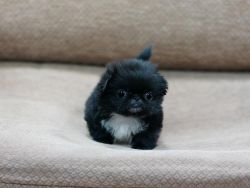 Two Awesome Pekingese Puppies Ready Now