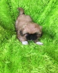 2 Pekingese Puppies Ready For New Homes