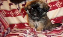 Microchipped Male and Female Pekingese Puppies