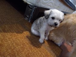 Mixed Pekingese puppy female and 2 males
