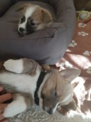 2 puppies looking for a new home