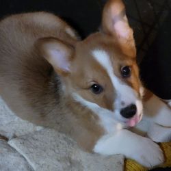 Holly - sweet corgi puppy