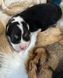 AKC Corgi Puppies
