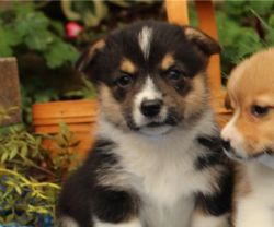 Lovely kid's friendly Corgi puppies for sale