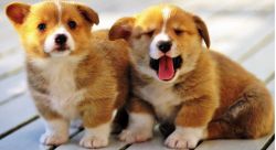 Healthy Pembroke Welsh Corgi Puppies for Adoption