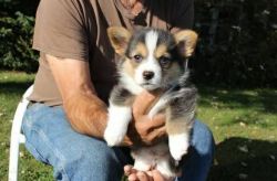 Corgi Welsh Puppies Available