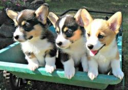 Pembroke Welsh Corgi puppies ready for their new homes.