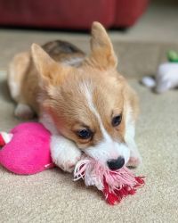 Wendy Pembroke Welsh Corgi Puppies Ready for their new homes