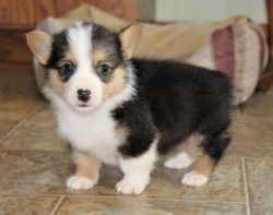 TY Available Male and female Pembroke Welsh Corgi Puppies