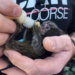 Diapers trained Marmoset Monkeys