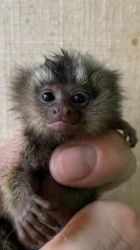 Well trained male Marmoset monkey