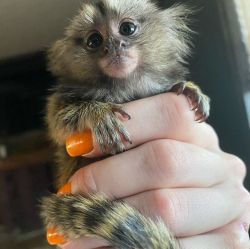 Marmosets for sale