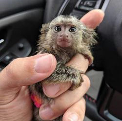 Cute marmosete for sale