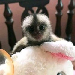 Healthy baby Marmoset monkeys currently available