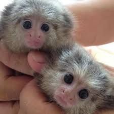 Two Adorable Marmoset Monkeys For Adoption