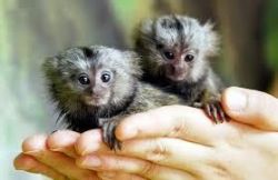 playful active baby monkeys