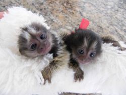 adorable marmoset monkeys for adoption