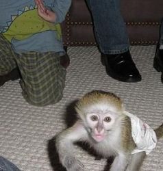 well raised Capuchin baby monkey.. Text (xxx) xxx-xxx9