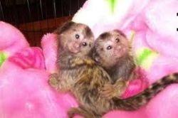 Baby Pygmy Marmoset Monkeys ready