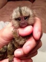 Healthy Finger Marmosets Monkeys, 4 adoption..(small rehoming fees)